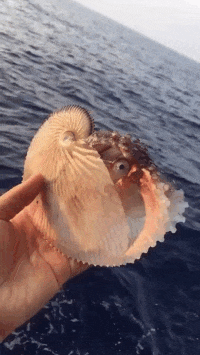 爆好笑的GIF:死鬼,你还有闲心玩手机!