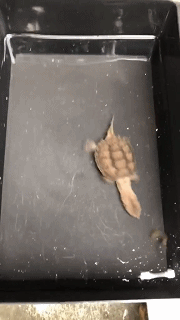 很好笑的GIF:这是黄瓜出了轨,还是石榴变了心?