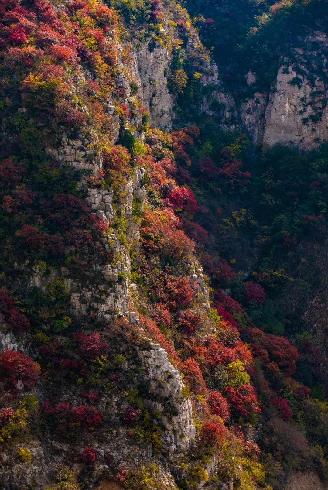 悬崖赏红叶是什么体验淄博潭溪山已迎来颜值巅峰期限1个月