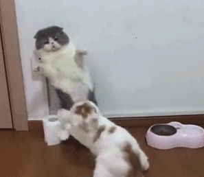太搞笑的GIF：怎么能这样，宝宝也好想吃