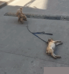 太搞笑的GIF：怎么能这样，宝宝也好想吃