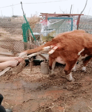 笑弯腰的GIF：这女的到底经历了什么？？！！