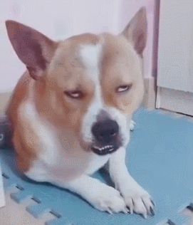 笑弯腰的GIF：这女的到底经历了什么？？！！