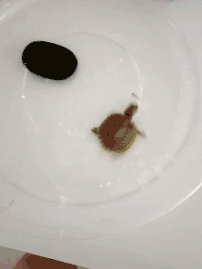 搞笑的GIF动态图：快乐，我也想要！