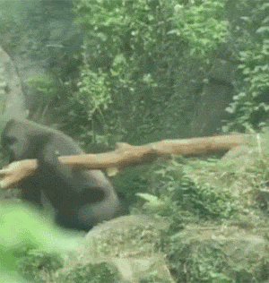 爆笑的GIF：刚离婚？车都分割一半了！
