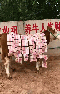 爆笑的GIF：刚离婚？车都分割一半了！