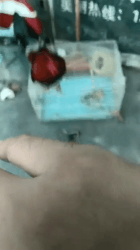 精彩GIF:扎发神器,自动编发器,编辫子神器!
