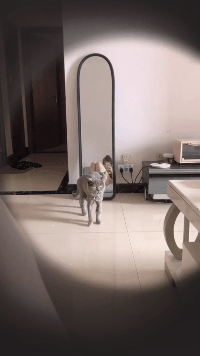 精彩GIF:扎发神器,自动编发器,编辫子神器!