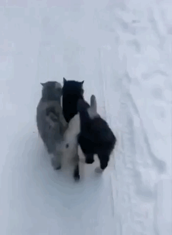 精彩GIF:扎发神器,自动编发器,编辫子神器!