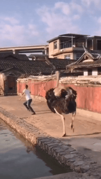 精彩GIF:扎发神器,自动编发器,编辫子神器!