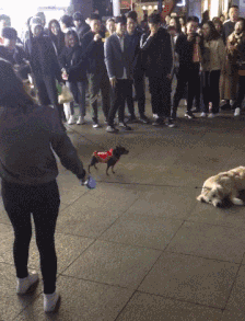 搞笑的动图：这个狗子的舌头真优秀，安排！
