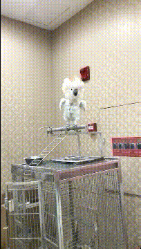 搞笑动态图：长挺好的，干啥不好啊
