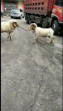 搞笑动态图：长挺好的，干啥不好啊