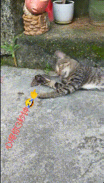 搞笑GIF：男人看车展要会这个动作~