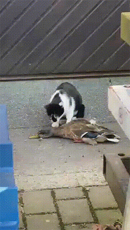 搞笑GIF：男人看车展要会这个动作~