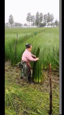 沙雕动态图:妹纸上厕所屁股卡马桶,只能叫消防,还上了新闻