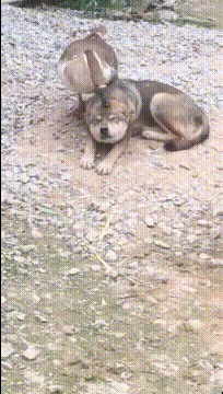 沙雕动图图片：这种女生……不知道怎么说了！