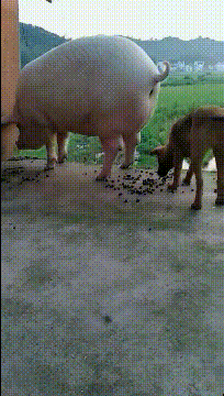 爆笑GIF：这个特效是不是叫“亲子鉴定”