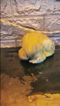 爆笑的GIF：从此不再相信女人