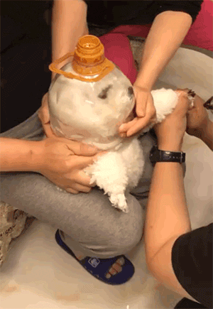 爆笑的GIF：从此不再相信女人