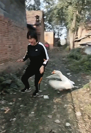 鹅和鸡攻击人类GIF动图朵全，好可怕，快跑！