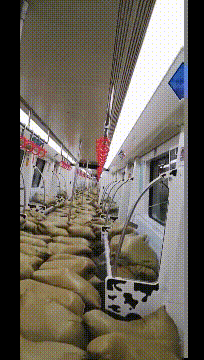 有趣的GIF图片：训练了六年的大雁，大家看看值多少钱