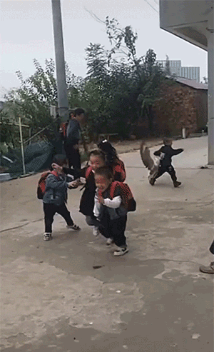 鹅和鸡攻击人类GIF动图大全，好可怕，快跑！