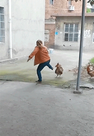 鹅和鸡攻击人类GIF动图大全，好可怕，快跑！