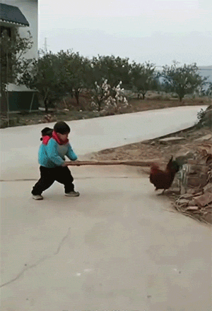 鹅和鸡攻击人类GIF动图大全，好可怕，快跑！