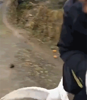 鹅和鸡攻击人类GIF动图大全，好可怕，快跑！