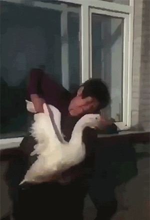鹅和鸡攻击人类GIF动图大全，好可怕，快跑！