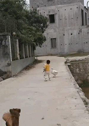 鹅和鸡攻击人类GIF动图大全，好可怕，快跑！