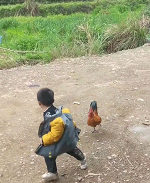 鹅和鸡攻击人类GIF动图大全，好可怕，快跑！