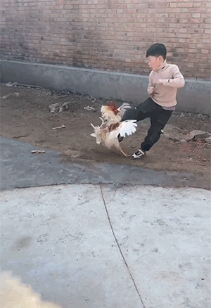 鹅和鸡攻击人类GIF动图大全，好可怕，快跑！