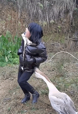 鹅和鸡攻击人类GIF动图大全，好可怕，快跑！