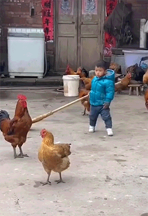 鹅和鸡攻击人类GIF动图大全，好可怕，快跑！