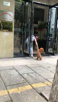 GIF图片：校园霸凌，强迫女孩脱衣服拍视频