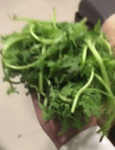 搞笑动图：可能养一条假狗，喜欢吃青菜