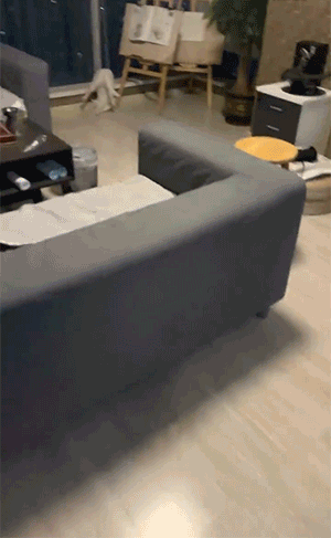 搞笑有趣的动图：现在当只猫都这么卷了吗？