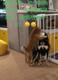 搞笑有趣的动图：现在当只猫都这么卷了吗？