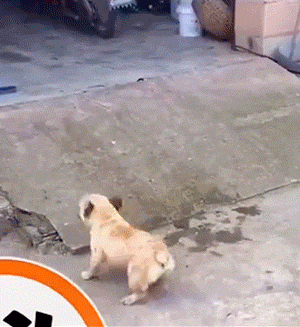 爆笑动图：狗狗跟人呆久了，不该学的都会了！