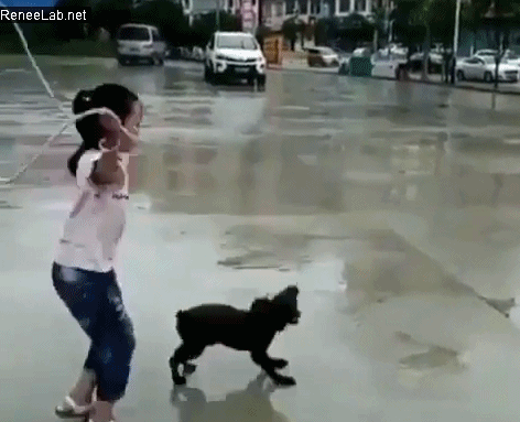 爆笑动图：狗狗跟人呆久了，不该学的都会了！