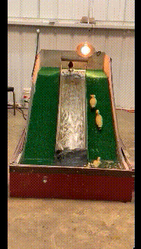 搞笑动图GIF：这，我比当事人懵！