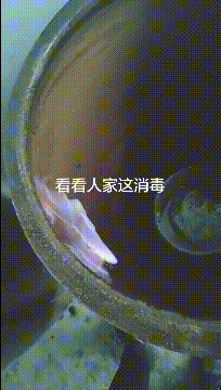 爆笑GIF图片：没想到吧！还挺好看的