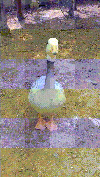 搞笑的动图GIF：这门亲事门不同意？哈哈哈！