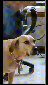 搞笑的动图GIF：这门亲事门不同意？哈哈哈！