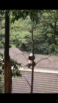 搞笑的动图GIF：这门亲事门不同意？哈哈哈！