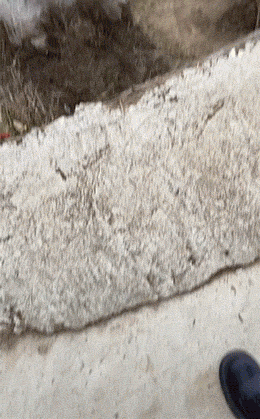 爆笑的动图GIF：虎口脱险，还好反应快