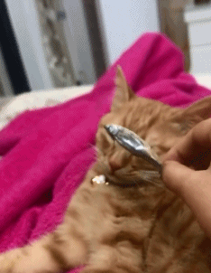 搞笑动态图片：秀的简直飞起！