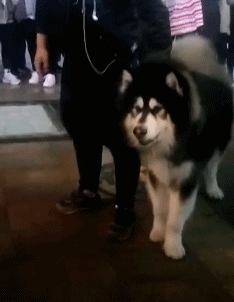 经典搞笑动图：姑娘脚下留情！